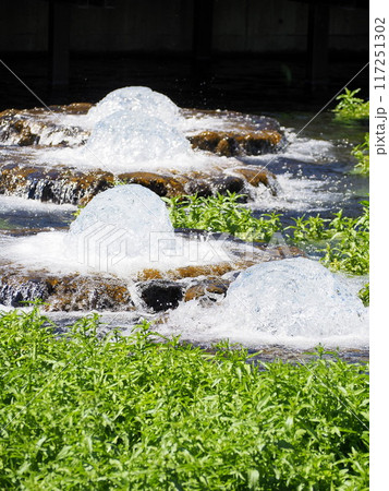 静岡県 富士の湧水の噴出口がある公園 5月 静岡県 富士の湧水の噴出口がある公園 5月 117251302