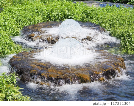 静岡県　富士の湧水の噴出口がある公園　5月 117251304