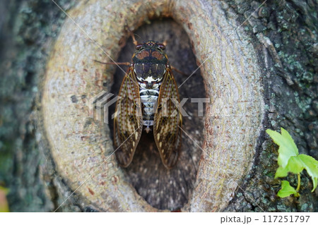 アブラゼミ ～夏の風物詩～ 117251797