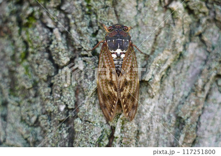 アブラゼミ ~夏の風物詩~ アブラゼミ ~夏の風物詩~ 117251800