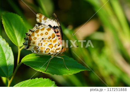 ツマグロヒョウモン ツマグロヒョウモン 117251888