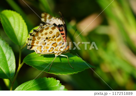 ツマグロヒョウモン 117251889