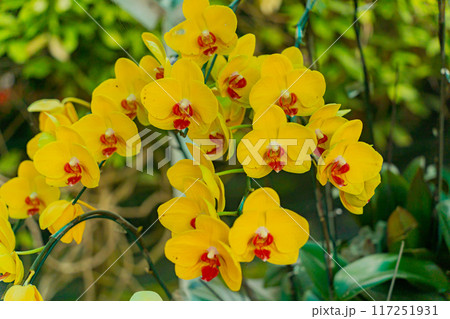 Tropical flowers. 117251931
