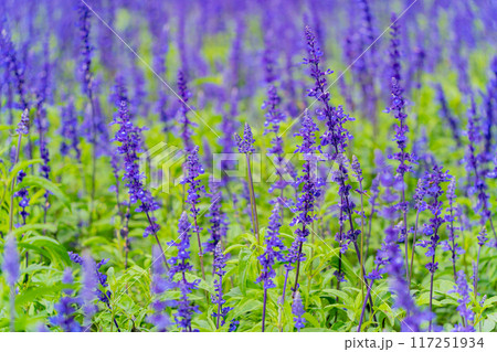 Tropical flowers. 117251934