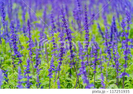 Tropical flowers. 117251935