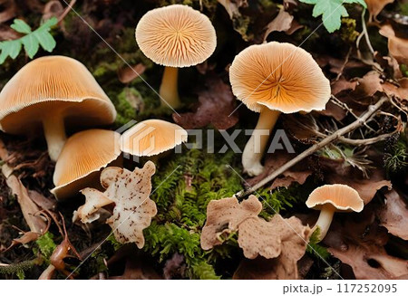 Light brown mushrooms commonly found in lush forest.AI Generated 117252095