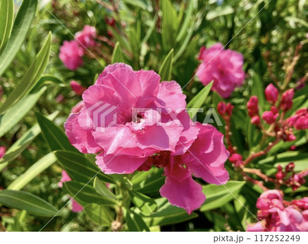 キョウチクトウの花 117252249