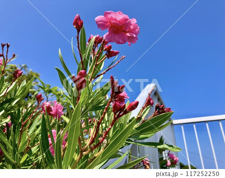 キョウチクトウの花 117252250