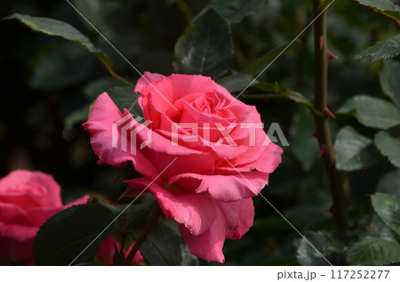 ピンク色のバラ 117252277