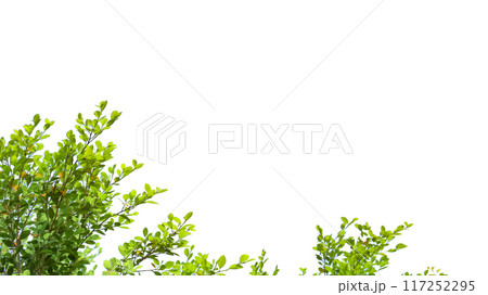 A cut-out of tree top leaves on a white background with clipping paths. A cut-out of tree top leaves on a white background with clipping paths. 117252295