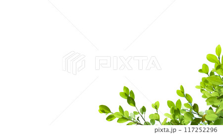 A cut-out of tree top leaves on a white background with clipping paths. A cut-out of tree top leaves on a white background with clipping paths. 117252296