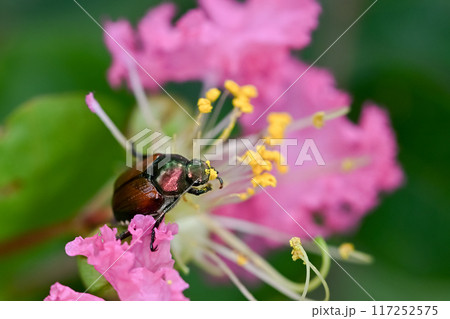 マメコガネ マメコガネ 117252575