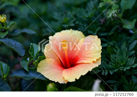 ハイビスカス ハイビスカス 117252760
