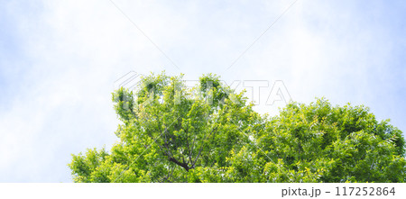 春の木々 117252864