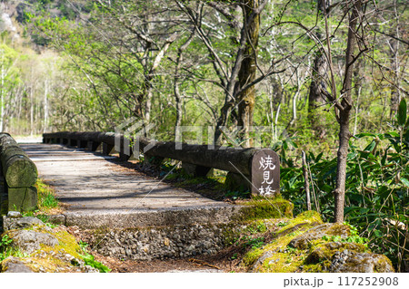 初夏の上高地自然遊歩道　早朝の森林浴ウォーキング　小梨平の焼見橋 117252908