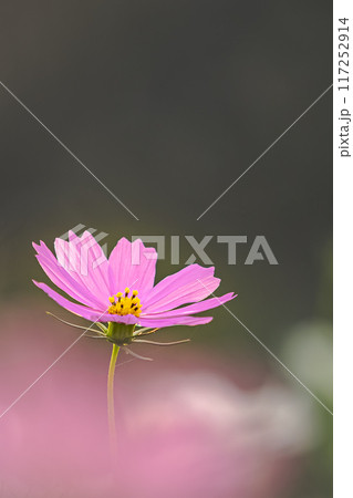 野原に咲くピンクのコスモス 117252914