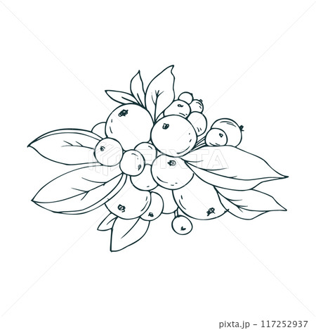 Snowberry branch with white berries and leaves. Line art is a simple hand-drawn illustration in black and white ink. Isolated vector EPS object. Snowberry branch with white berries and leaves. Line art is a simple hand-drawn illustration in black and white ink. Isolated vector EPS object. 117252937