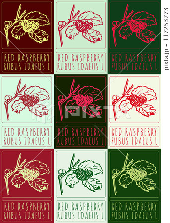 Set of vector drawing RED RASPBERRY in various colors. Hand drawn illustration. Latin name is RUBUS IDAEUS L 117253773
