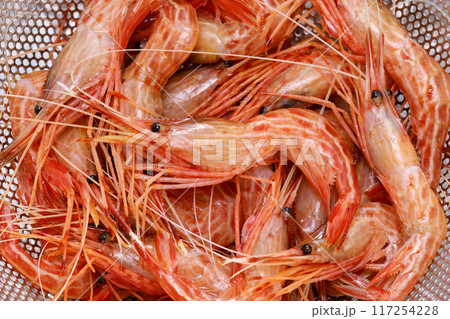 シマエビ(モロトゲアカエビ) 117254228