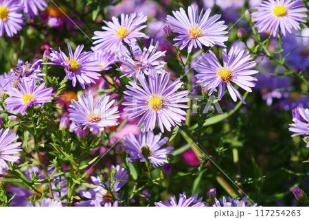 秋の庭に咲く菊の花 117254263