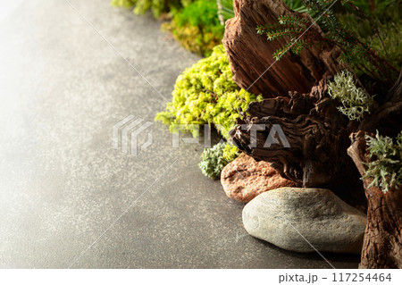 Northern natural composition with lichen, moss, branches and driftwood. 117254464
