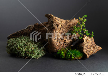 Abstract north nature scene with a composition of lichen, moss, and old snags. 117254466