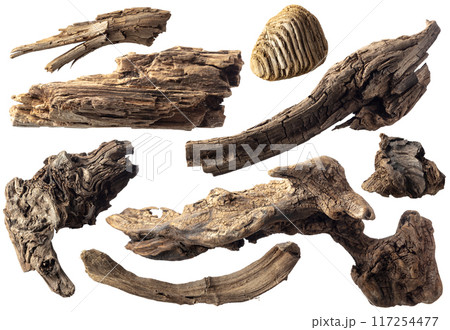 Set of snags for aquarium or decorative composition. Set of snags for aquarium or decorative composition. 117254477