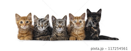 House cat kittens on white background House cat kittens on white background 117254561