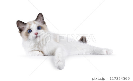 Ragdoll cat kitten on white background Ragdoll cat kitten on white background 117254569