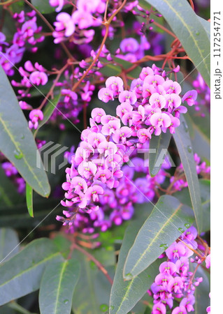 ハーデンベルギア(小町藤) ハーデンベルギア(小町藤) 117254771