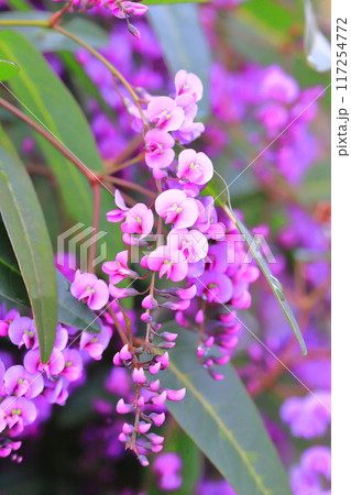 ハーデンベルギア(小町藤) ハーデンベルギア(小町藤) 117254772