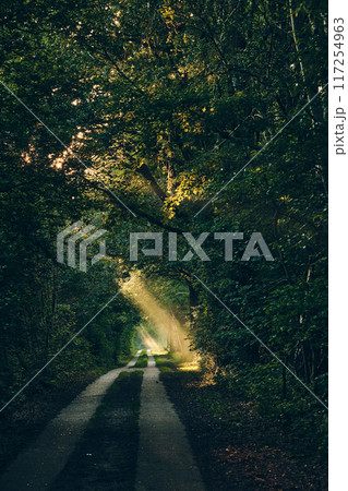Sunbeams on path through forest Sunbeams on path through forest 117254963