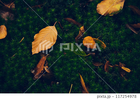 Brown leaves on mossy ground Brown leaves on mossy ground 117254978