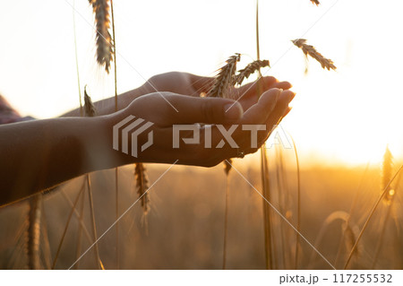 Against the backdrop of the setting sun, the farmer's hands hold spikelets of wheat in the field. Hands lovingly take spikelets of wheat in the palm against the backdrop of the setting sun. 117255532