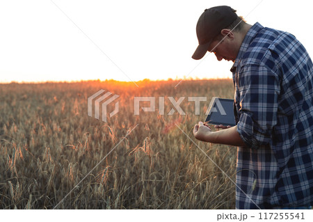 The farmer checks the condition of the wheat ears in the field at sunset and takes notes on the clipboard. A man holds a tablet in his hands and inspects a field of wheat making notes. 117255541