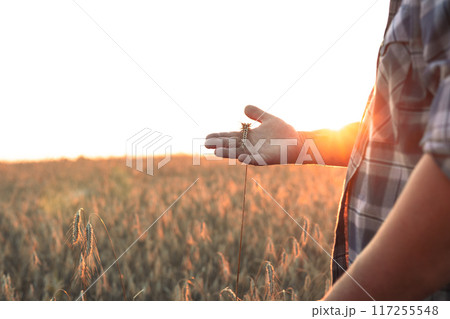 The agronomist holds an ear of wheat in his hand, studying it in the rays of the setting sun on the field. On the hand of the agronomist lies a golden ear of ripe wheat. Assessment of grain ripeness. The agronomist holds an ear of wheat in his hand, studying it in the rays of the setting sun on the field. On the hand of the agronomist lies a golden ear of ripe wheat. Assessment of grain ripeness. 117255548
