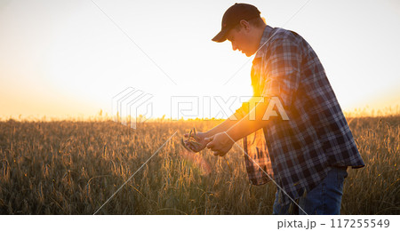 At sunset, a male farmer will check the ripeness of the wheat in the field. The farmer evaluates the degree of maturity of the grain and decides whether to start harvesting from the field. 117255549