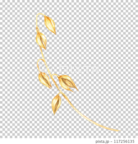 Oat stalk with several golden grain heads. Avena sativa watercolor clipart. Botanical illustration ideal for eco-friendly packaging, wellness product labels, and educational botanical content Oat stalk with several golden grain heads. Avena sativa watercolor clipart. Botanical illustration ideal for eco-friendly packaging, wellness product labels, and educational botanical content 117256135