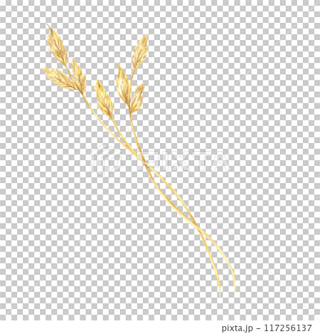 Pair of intertwined field grass stalks with delicate heads. This botanical illustration is perfect for use in organic product branding, herbal packaging, and educational botanical materials Pair of intertwined field grass stalks with delicate heads. This botanical illustration is perfect for use in organic product branding, herbal packaging, and educational botanical materials 117256137