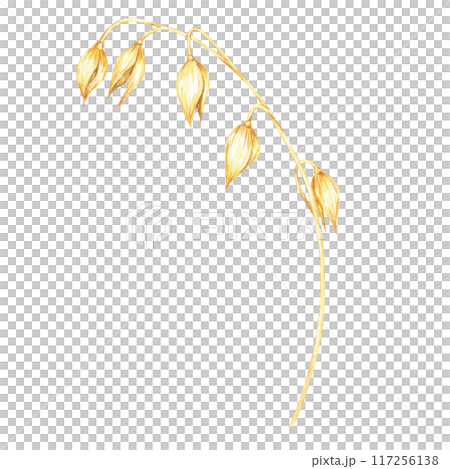 Oat stalk with several golden grains. Avena sativa watercolor clipart. Botanical illustration perfect for organic product branding, wellness product labels, and nature-inspired design projects Oat stalk with several golden grains. Avena sativa watercolor clipart. Botanical illustration perfect for organic product branding, wellness product labels, and nature-inspired design projects 117256138