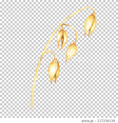 Single oat stalk with plump, golden grains. Avena sativa watercolor clipart. Botanical illustration perfect for use in organic food labels, herbal product packaging, and nature-themed content Single oat stalk with plump, golden grains. Avena sativa watercolor clipart. Botanical illustration perfect for use in organic food labels, herbal product packaging, and nature-themed content 117256139