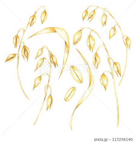 Arrangement of soft golden oat stems with clusters of grains. Avena sativa watercolor clipart. Botanical illustration perfect for eco-friendly packaging, wellness products, and educational materials Arrangement of soft golden oat stems with clusters of grains. Avena sativa watercolor clipart. Botanical illustration perfect for eco-friendly packaging, wellness products, and educational materials 117256140