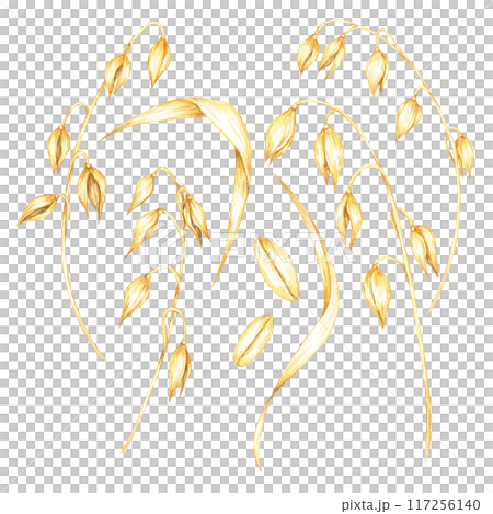 Arrangement of soft golden oat stems with clusters of grains. Avena sativa watercolor clipart. Botanical illustration perfect for eco-friendly packaging, wellness products, and educational materials Arrangement of soft golden oat stems with clusters of grains. Avena sativa watercolor clipart. Botanical illustration perfect for eco-friendly packaging, wellness products, and educational materials 117256140
