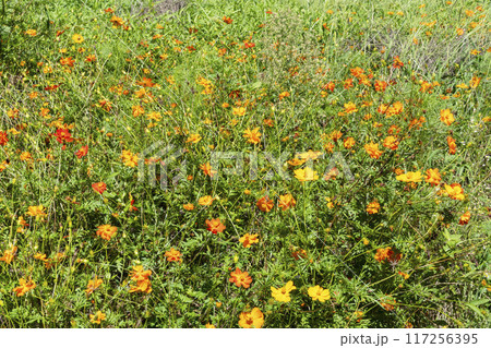 キバナコスモスの花 キバナコスモスの花 117256395