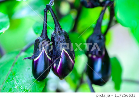 庭のプランターで育てるナス 117256633