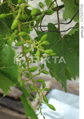 Green Grapes on a Grape Branch. Vertical photo. Stages of development of green grapes Green Grapes on a Grape Branch. Vertical photo. Stages of development of green grapes 117257735