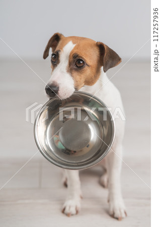 Portrait of a Jack Russell Terrier dog holding an empty bowl. Vertical photo.  117257936