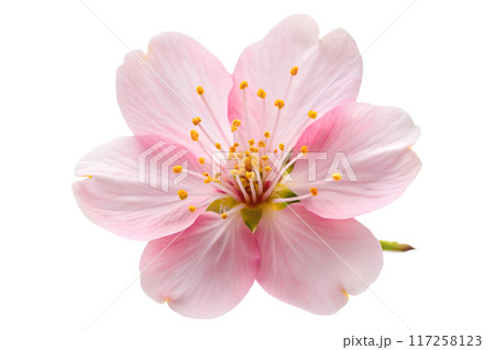 Close-Up of Beautiful Pink Sakura Flowers on Branch 117258123