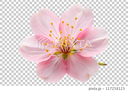 Close-Up of Beautiful Pink Sakura Flowers on Branch 117258123