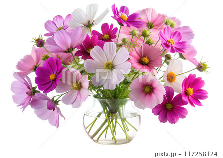 Close-Up of White Cosmos Flower 117258124
